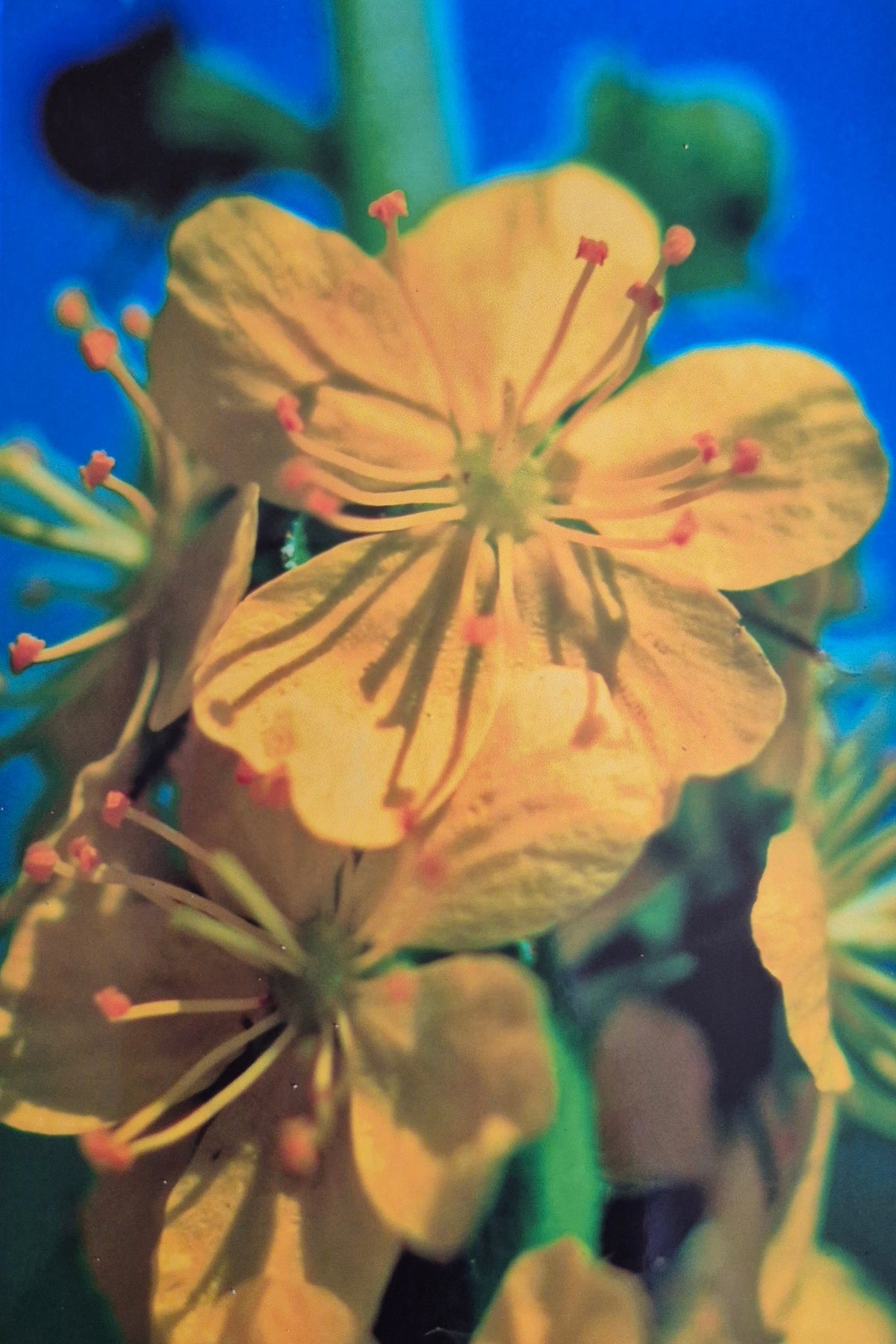 Les Fleurs de Bach