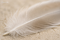 FORMATION - Développer la gratitude